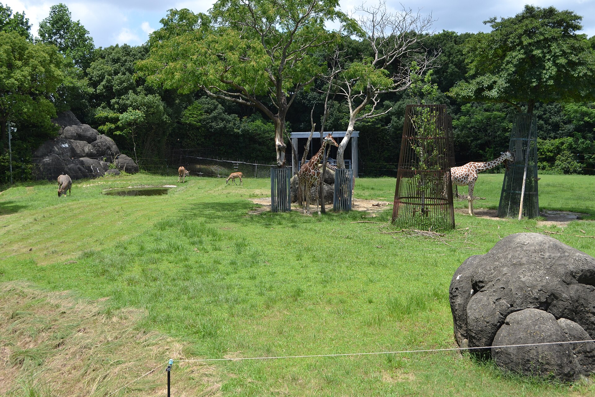 のんほいパークのキリン展示エリア